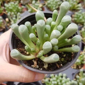 Baby Toes Succulent Plant - Fenestraria rhopalophylla Live Plant in 2 Inch Pot - Image 12