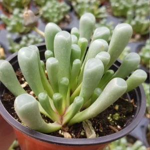 Baby Toes Succulent Plant - Fenestraria rhopalophylla Live Plant in 2 Inch Pot - Image 13