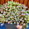 Baby Toes Succulent Plant - Fenestraria rhopalophylla Live Plant in 2 Inch Pot - Image 1