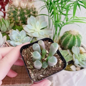 Baby Toes Succulent Plant - Fenestraria rhopalophylla Live Plant in 2 Inch Pot - Image 7