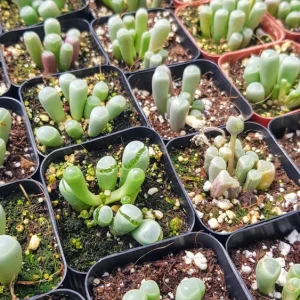Baby Toes Succulent Plant - Fenestraria rhopalophylla Live Plant in 2 Inch Pot - Image 8