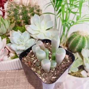 Baby Toes Succulent Plant - Fenestraria rhopalophylla Live Plant in 2 Inch Pot - Image 9