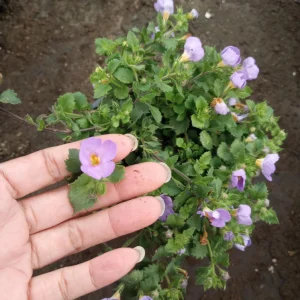 Bacopa Megacopa Blue Live Plant - 6 Inch Pot - Flowering Annual - Image 2