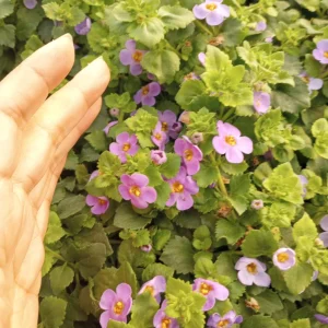 Bacopa Megacopa Blue Live Plant - 6 Inch Pot - Flowering Annual - Image 3