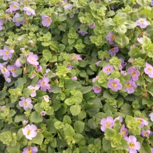 Bacopa Megacopa Blue Live Plant - 6 Inch Pot - Flowering Annual - Image 4