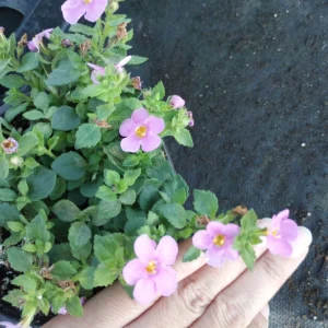 Bacopa Megacopa Pink Live Plant – 6 Inch Pot – Outdoor Flower - Image 2