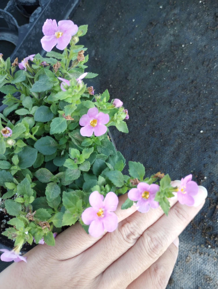 Bacopa Megacopa Pink Live Plant – 6 Inch Pot – Outdoor Flower - Image 2