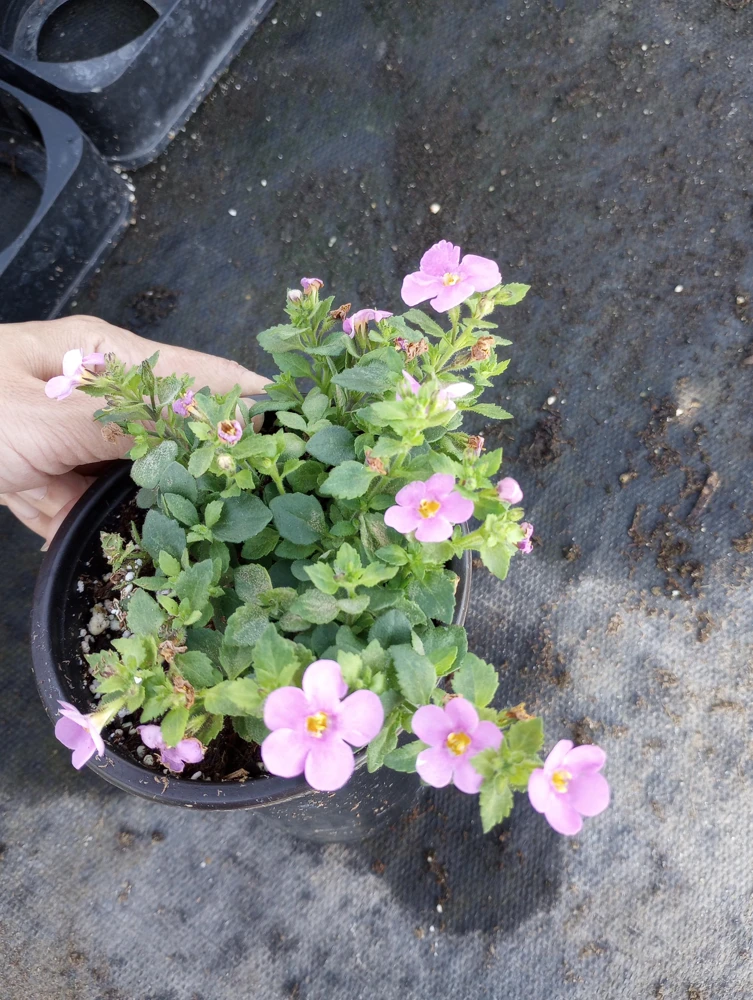 Bacopa Megacopa Pink Live Plant – 6 Inch Pot – Outdoor Flower - Image 3