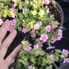 Bacopa Megacopa Pink Live Plant – 6 Inch Pot – Outdoor Flower - Image 1