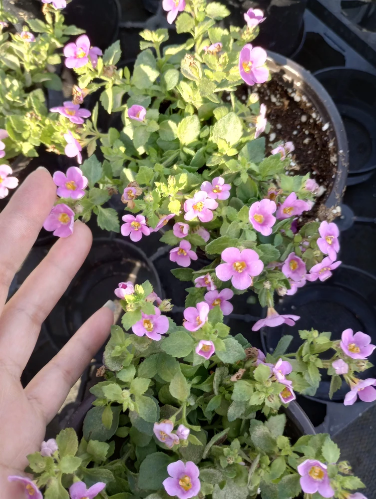 Bacopa Megacopa Pink Live Plant – 6 Inch Pot – Outdoor Flower - Image 1