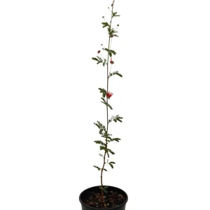 Baja Red Fairy Duster Live Plant – Calliandra californica – 1 Gallon Pot – Outdoor Shrub - Image 2