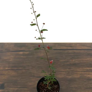 Baja Red Fairy Duster Live Plant – Calliandra californica – 1 Gallon Pot – Outdoor Shrub - Image 3