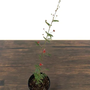 Baja Red Fairy Duster Live Plant – Calliandra californica – 1 Gallon Pot – Outdoor Shrub - Image 4