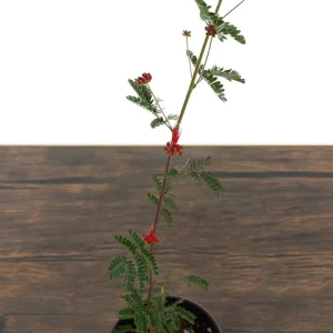 Baja Red Fairy Duster Live Plant – Calliandra californica – 1 Gallon Pot – Outdoor Shrub - Image 5