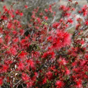 Baja Red Fairy Duster Live Plant – Calliandra californica – 1 Gallon Pot – Outdoor Shrub - Image 8