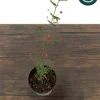 Baja Red Fairy Duster Live Plant – Calliandra californica – 1 Gallon Pot – Outdoor Shrub - Image 1