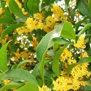 Bay Laurel Tree Live Plant - 1 Gallon Pot - Fragrant Culinary Herb - Indoor/Outdoor - Image 2