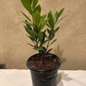Bay Laurel Tree Live Plant - 1 Gallon Pot - Fragrant Culinary Herb - Indoor/Outdoor - Image 3