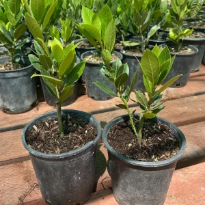 Bay Laurel Tree Live Plant - 1 Gallon Pot - Fragrant Culinary Herb - Indoor/Outdoor - Image 4