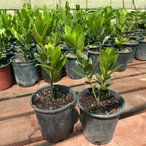 Bay Laurel Tree Live Plant - 1 Gallon Pot - Fragrant Culinary Herb - Indoor/Outdoor - Image 5