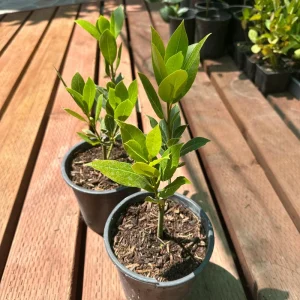 Bay Laurel Tree Live Plant - 1 Gallon Pot - Fragrant Culinary Herb - Indoor/Outdoor - Image 6
