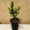 Bay Laurel Tree Live Plant - 1 Gallon Pot - Fragrant Culinary Herb - Indoor/Outdoor - Image 1