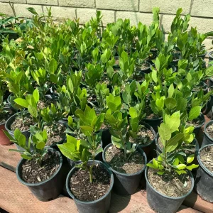 Bay Laurel Tree Live Plant - 1 Gallon Pot - Fragrant Culinary Herb - Indoor/Outdoor - Image 7
