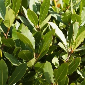 Bay Laurel Tree Live Plant - 1 Gallon Pot - Fragrant Culinary Herb - Indoor/Outdoor - Image 9