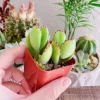 Bear Paw Succulent Cotyledon Tomentosa Live Plant - Red Tip, 2 Inch Potted - Image 1