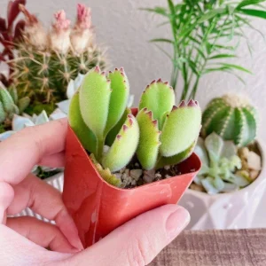 Bear Paw Succulent Cotyledon Tomentosa Live Plant - Red Tip, 2 Inch Potted - Image 1