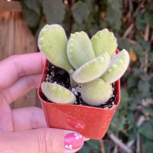 Bear Paw Succulent Cotyledon Tomentosa Live Plant - Red Tip, 2 Inch Potted - Image 7