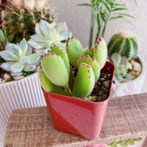 Bear Paw Succulent Cotyledon Tomentosa Live Plant - Red Tip, 2 Inch Potted - Image 8