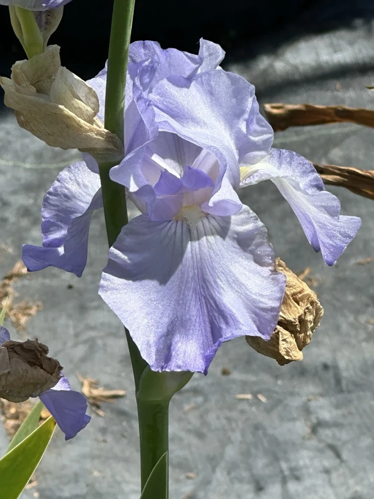 Bearded Iris California Blue Heaven Mix - 5 Bare Roots Tall Outdoor Blue Green Perennial Flower Bulbs - Image 10