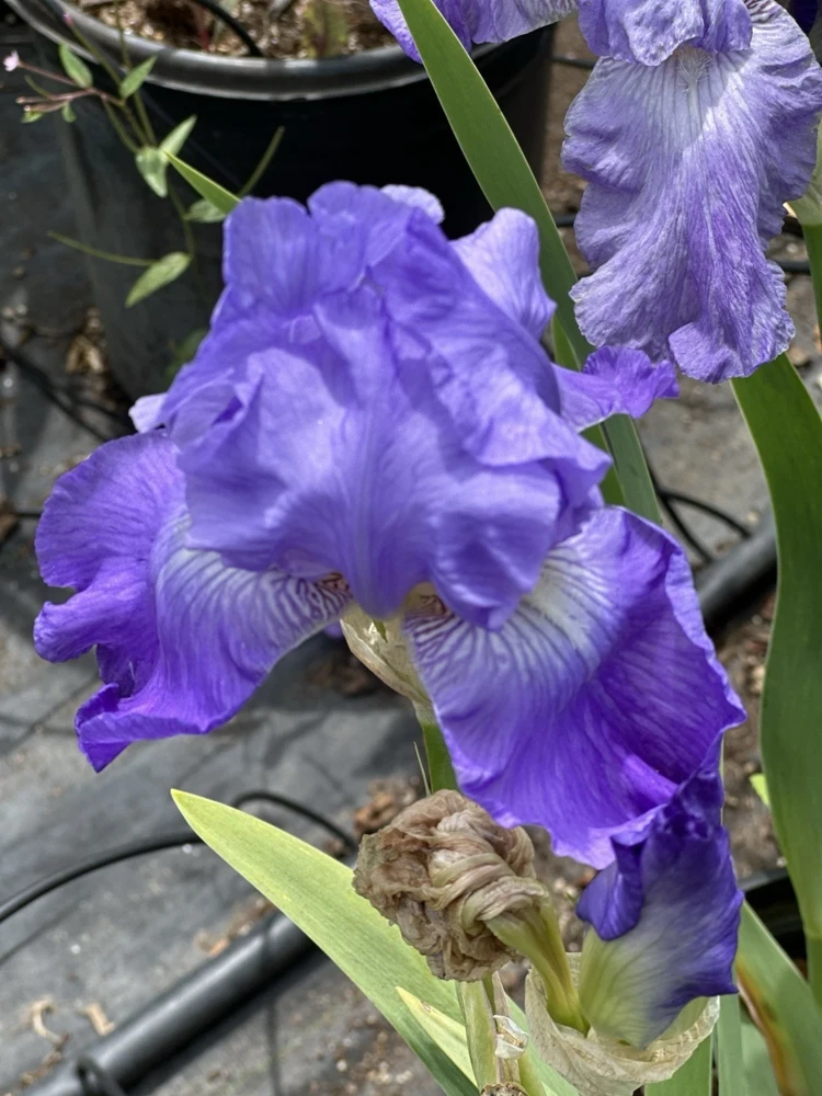 Bearded Iris California Blue Heaven Mix - 5 Bare Roots Tall Outdoor Blue Green Perennial Flower Bulbs - Image 11
