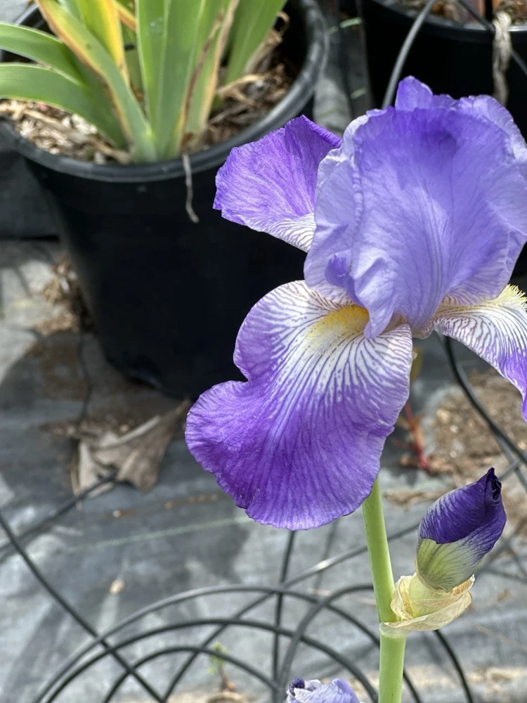 Bearded Iris California Blue Heaven Mix - 5 Bare Roots Tall Outdoor Blue Green Perennial Flower Bulbs - Image 12
