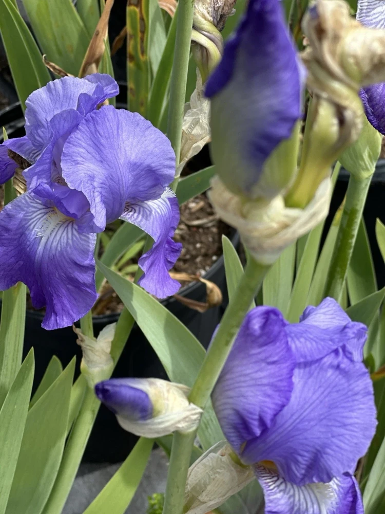Bearded Iris California Blue Heaven Mix - 5 Bare Roots Tall Outdoor Blue Green Perennial Flower Bulbs - Image 13