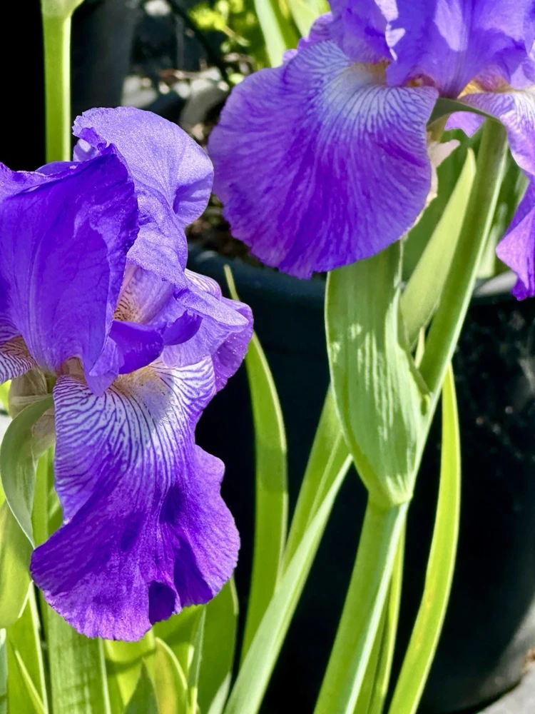 Bearded Iris California Blue Heaven Mix - 5 Bare Roots Tall Outdoor Blue Green Perennial Flower Bulbs - Image 14