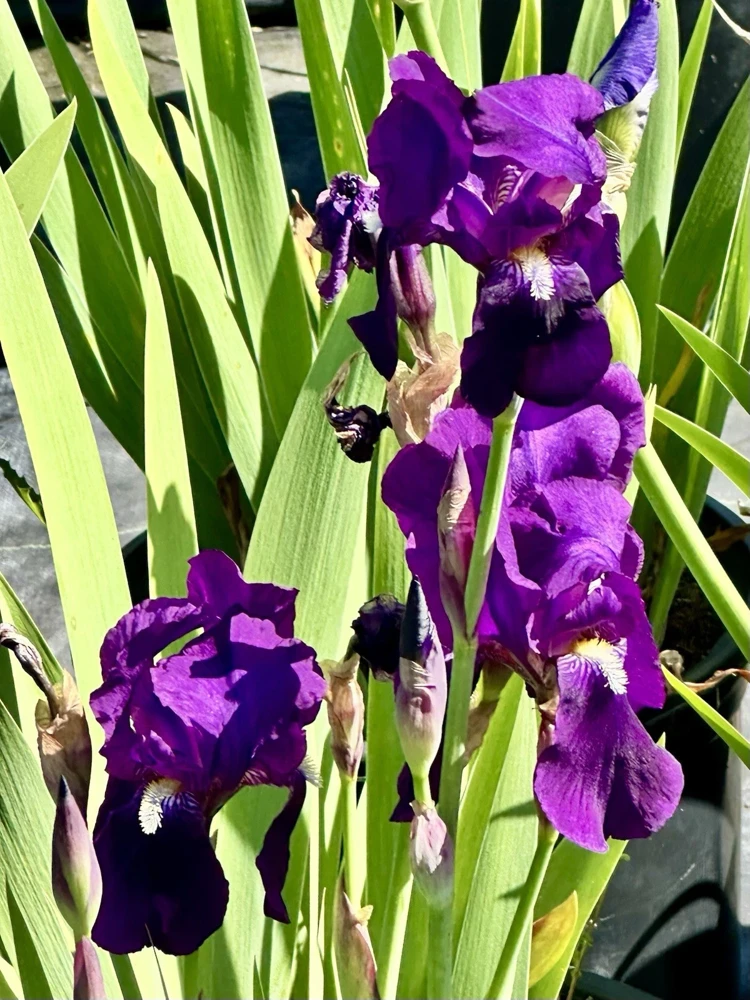 Bearded Iris California Blue Heaven Mix - 5 Bare Roots Tall Outdoor Blue Green Perennial Flower Bulbs - Image 15