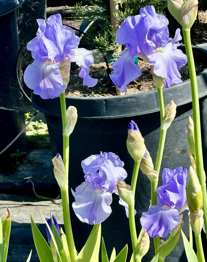 Bearded Iris California Blue Heaven Mix - 5 Bare Roots Tall Outdoor Blue Green Perennial Flower Bulbs - Image 16