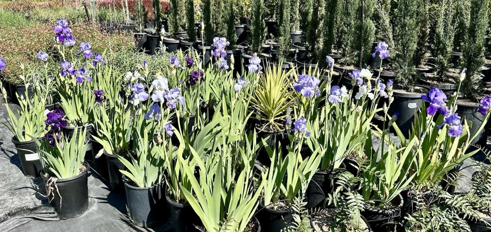 Bearded Iris California Blue Heaven Mix - 5 Bare Roots Tall Outdoor Blue Green Perennial Flower Bulbs - Image 2