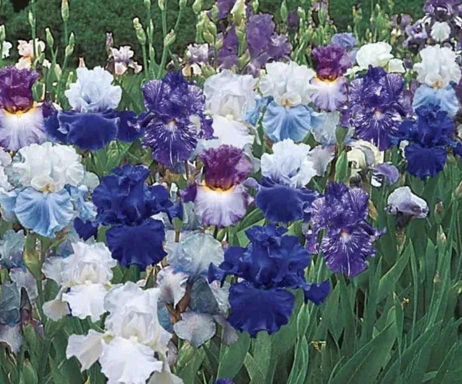 Bearded Iris California Blue Heaven Mix - 5 Bare Roots Tall Outdoor Blue Green Perennial Flower Bulbs - Image 1