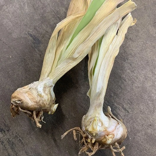 Bearded Iris California Blue Heaven Mix - 5 Bare Roots Tall Outdoor Blue Green Perennial Flower Bulbs - Image 3