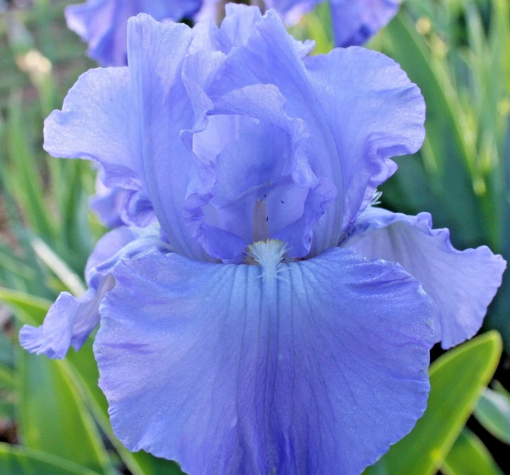 Bearded Iris California Blue Heaven Mix - 5 Bare Roots Tall Outdoor Blue Green Perennial Flower Bulbs - Image 5