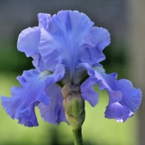 Bearded Iris California Blue Heaven Mix - 5 Bare Roots Tall Outdoor Blue Green Perennial Flower Bulbs - Image 6