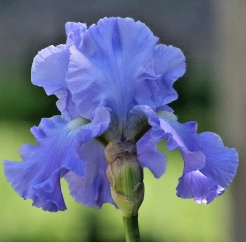 Bearded Iris California Blue Heaven Mix - 5 Bare Roots Tall Outdoor Blue Green Perennial Flower Bulbs - Image 6