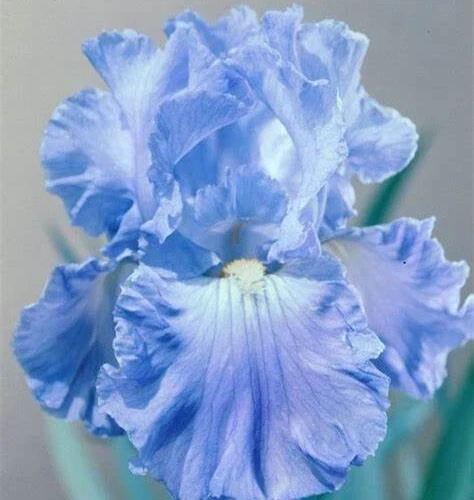 Bearded Iris California Blue Heaven Mix - 5 Bare Roots Tall Outdoor Blue Green Perennial Flower Bulbs - Image 7