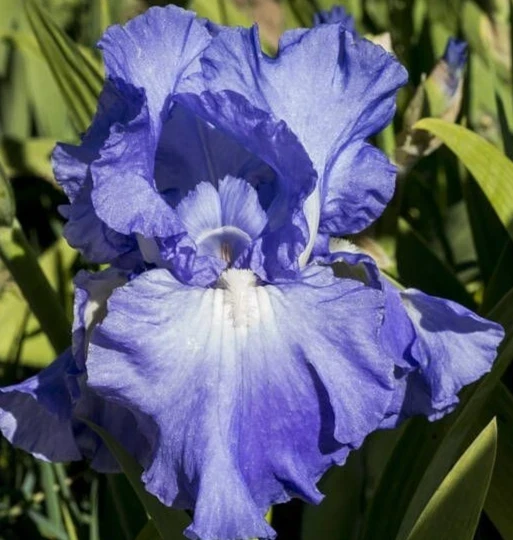 Bearded Iris California Blue Heaven Mix - 5 Bare Roots Tall Outdoor Blue Green Perennial Flower Bulbs - Image 8