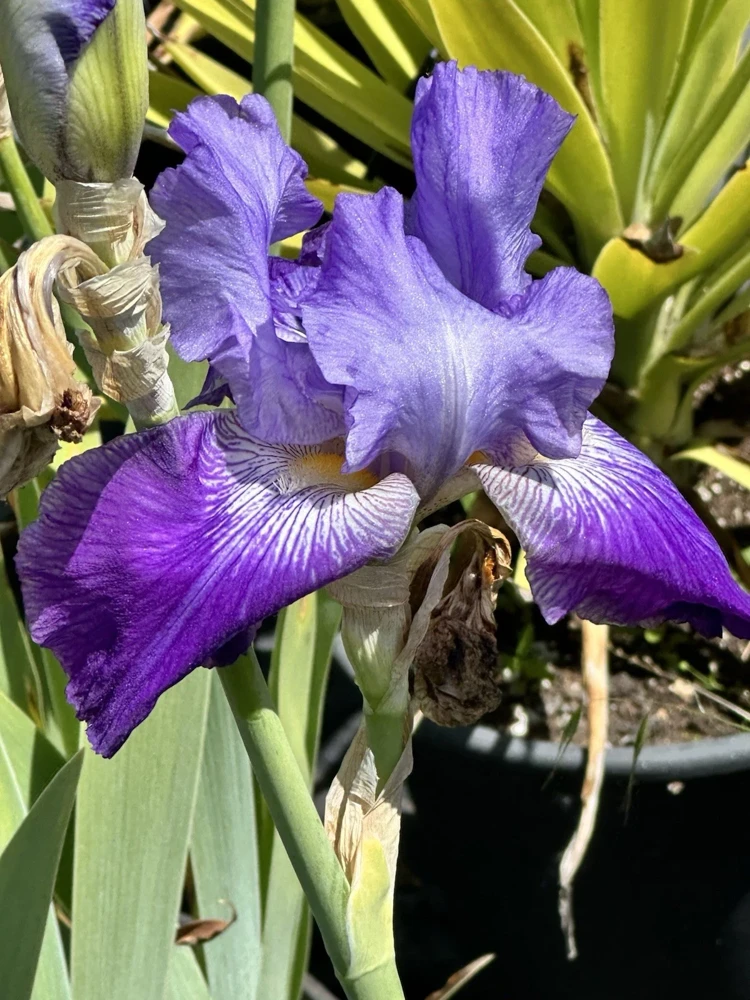 Bearded Iris California Blue Heaven Mix - 5 Bare Roots Tall Outdoor Blue Green Perennial Flower Bulbs - Image 9