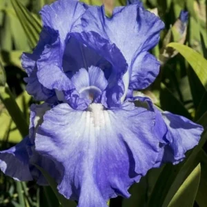 Bearded Iris FULL TIDE 1 Flower Plant Bulb Bare Root WISTERIA BLUE 1970 Awards - Image 4