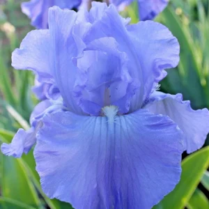 Bearded Iris FULL TIDE 1 Flower Plant Bulb Bare Root WISTERIA BLUE 1970 Awards - Image 1